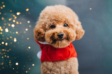 Close-up small ginger poodle dog in a Santa cap on a blue-green background. Pet's portrait. Christmas greetings card, front view