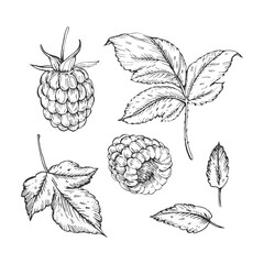 Raspberry set of vector black and white illustrations hand drawn with ink. Leaves, berries of raspberry on a white background. Isolated elements for label design