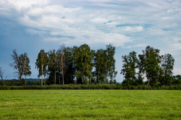 Meadow with a row of Trees