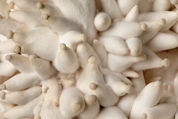 Eryngii mushrooms growing on substrate close up full frame as background