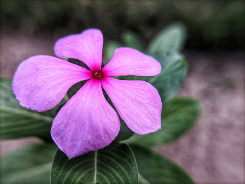 Close up or macro photo of red or white Tapak dara or Catharanthus roseus flowers.
