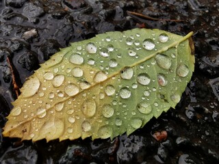 Laubblatt mit Wassertropfen auf nassem Asphalt