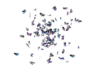 Butterflies isolated on white