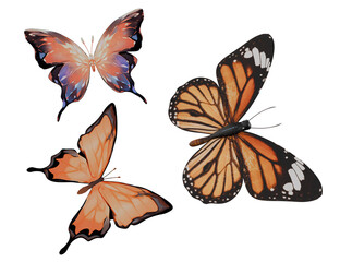 Butterflies isolated on white