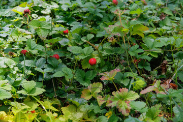 Wild strawberry bushes with berries growing. Crop of natural wild strawberries. Sunny day.