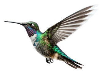 PNG Hummingbird flying animal white background wildlife.