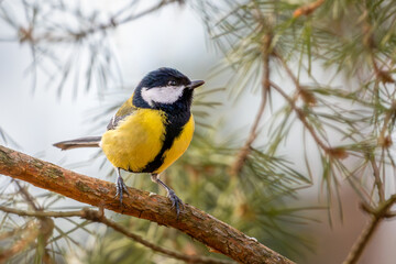 Fototapeta premium great tit