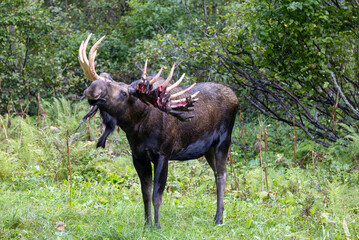 Alaska Yukon Bull Moose in Early Autumn in Alaska