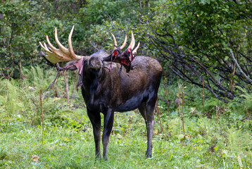 Alaska Yukon Bull Moose in Early Autumn in Alaska