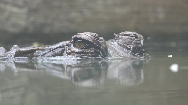 The crocodile is floating with only its eyes visible above the water