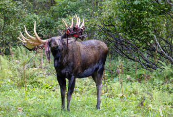 Alaska Yukon Bull Moose in Early Autumn in Alaska