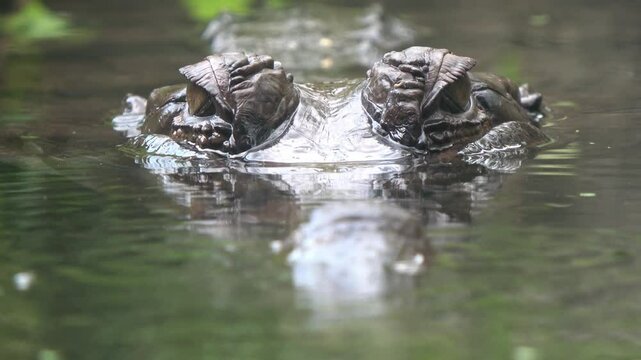 The crocodile is floating with only its eyes visible above the water