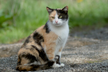 Tortoiseshell cat