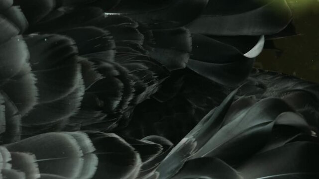 Close-up of the feathers of a swimming black swan.
