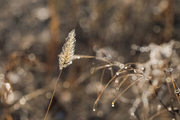 Fototapeta premium Dry grass with water drops closeup. Narure concept background. Natural colors