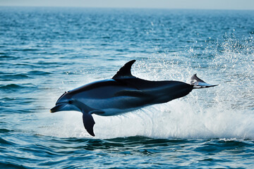 Obraz premium A dolphin jumping out of the water. Dolphins fish in the sea waves. Dolphin jumping on a foam in the waves. Dolphins jump in the lifestyle waves and fish.