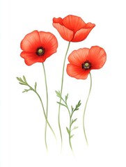 Three vibrant red poppy flowers with delicate petals and green stems, beautifully illustrated against a white background.