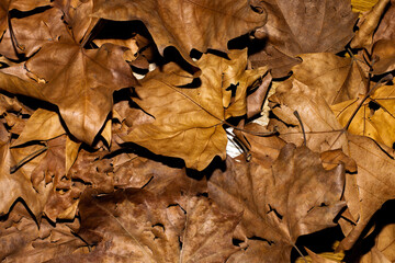 Hojas de otoño marrones caídas en el suelo, capturadas en detalle