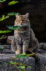 European wild cat sitting on the stone.Latin name - Felis silvestris © Mikhail Blajenov