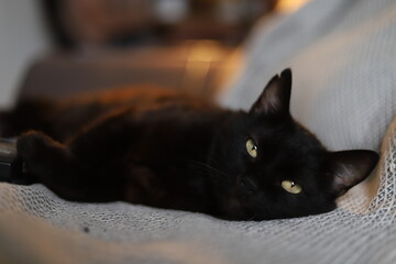 Black cat. Playful cat with green eyes. Black cat looks like a panther, with a piercing look.
