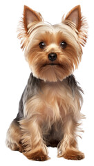 PNG Yorkie dog terrier mammal animal.