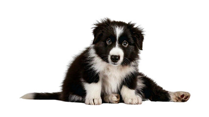 Fototapeta premium Adorable Border Collie Puppy Posing for a Photo Shoot, A Charming Canine Portrait