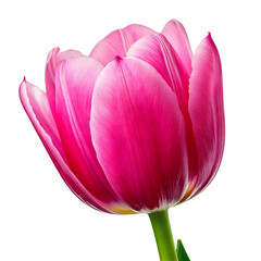 Pink tulip isolated on white background