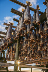 Drying cod stockfish on wooden racks during beautiful sunrise and sunburst in Reine village,...