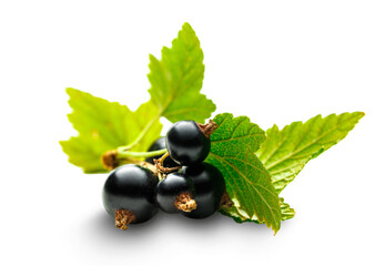 Fresh black currant with leaves