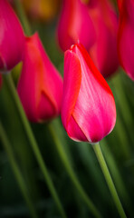 Blooms of vibrant pink tulips in spring garden capturing beauty and freshness