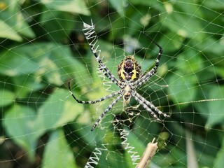 A spider 