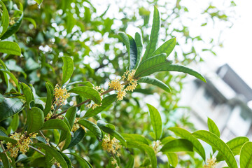 Fototapeta premium Autumn osmanthus plants