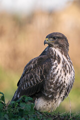 Common Buzzard (Buteo buteo)