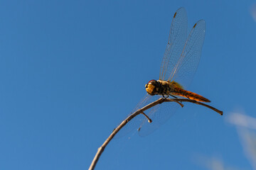 Dragonfly on a branch