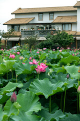 Obraz premium Lotus plants in the pond