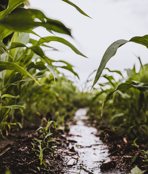 Low angle view between corn rows after an intense rainstorm with standing puddles of water. 