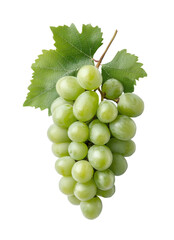A bunch of fresh green grapes with attached vine leaves on a black background highlighting the plump and juicy fruit