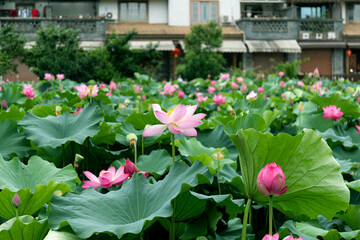 Lotus plants in the pond