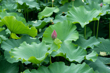 Lotus plants in the pond