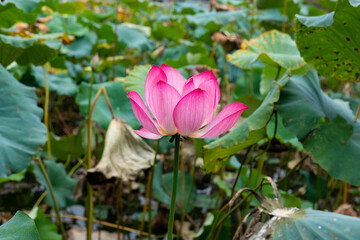 Lotus blossoms in the pond