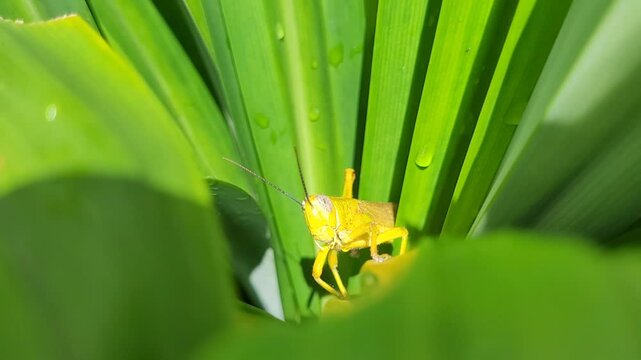Grasshoppers relaxing on pandanus leaves after the rain 