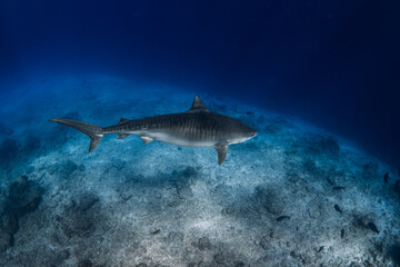 Tiger shark swims in ocean. Diving with dangerous tiger sharks.