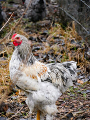 Young rooster on free range. Poultry. Outdoors. Sustainable farming in a rural area.