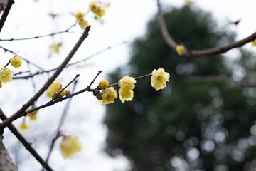 Yellow plum blossoms in full bloom