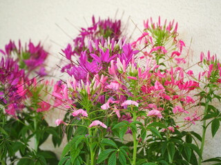 Spider Flower or Showy Spider Flower, pink and purple in full bloom. Cleome speciosa Raf. Inflorescences are cylindrical pods with long stalks. Flowers are borne in globular clusters at tips of shoots
