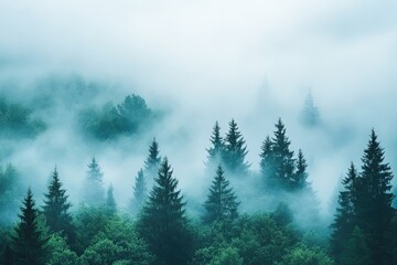 Fototapeta premium Misty Mountain Forest With Tall Evergreen Trees