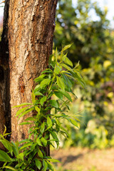In spring, the plum trees put forth new leaves and buds