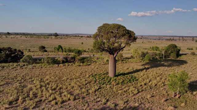 4K video, aerial drone, Queensland bottle tree, Brachychiton rupestris, outback Australia plains, storm sky landscape