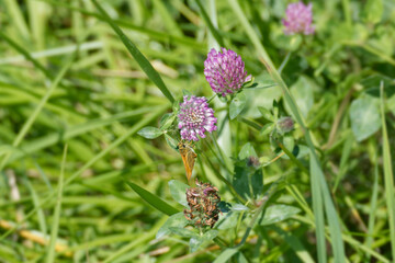 Large Skipper butterfly (Ochlodes sylvanus) perched on pink flower in Zurich, Switzerland