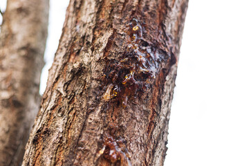 The natural resin of the plum tree